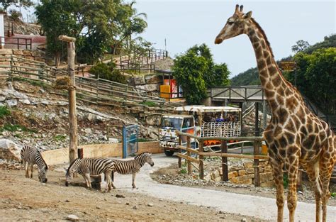 fuengirola selwo|Selwo Aventura Estepona: unique animal park close。